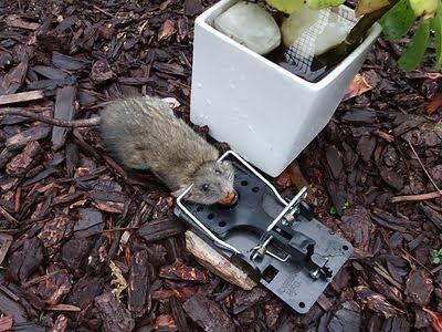rodent trapping